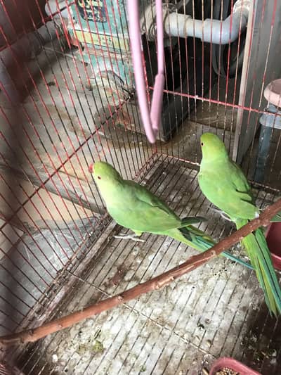 green parrot