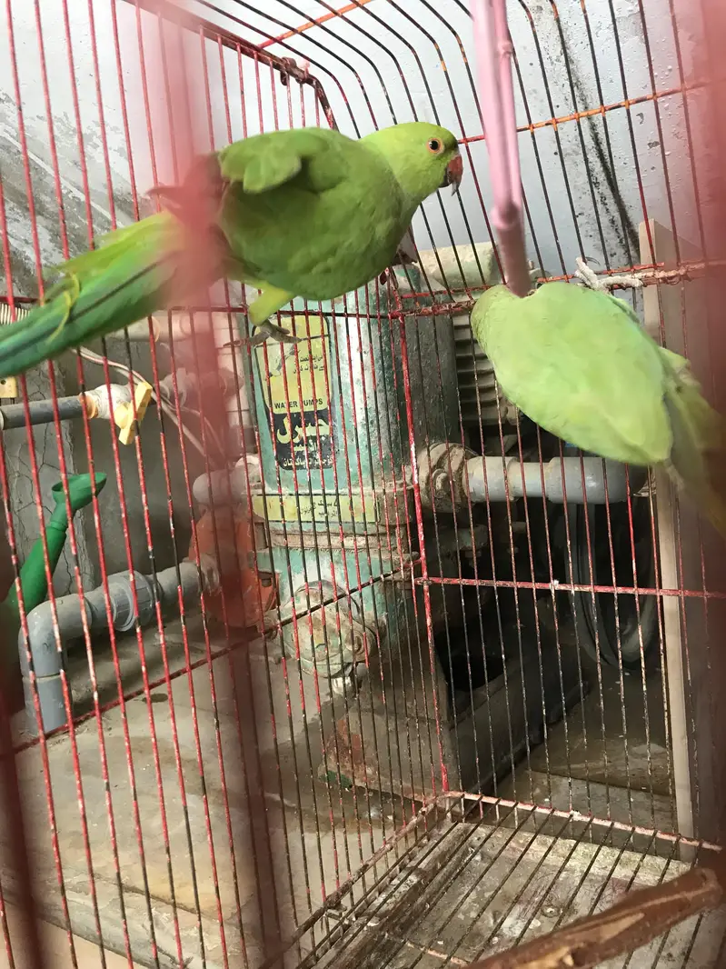 green parrot — photo 2