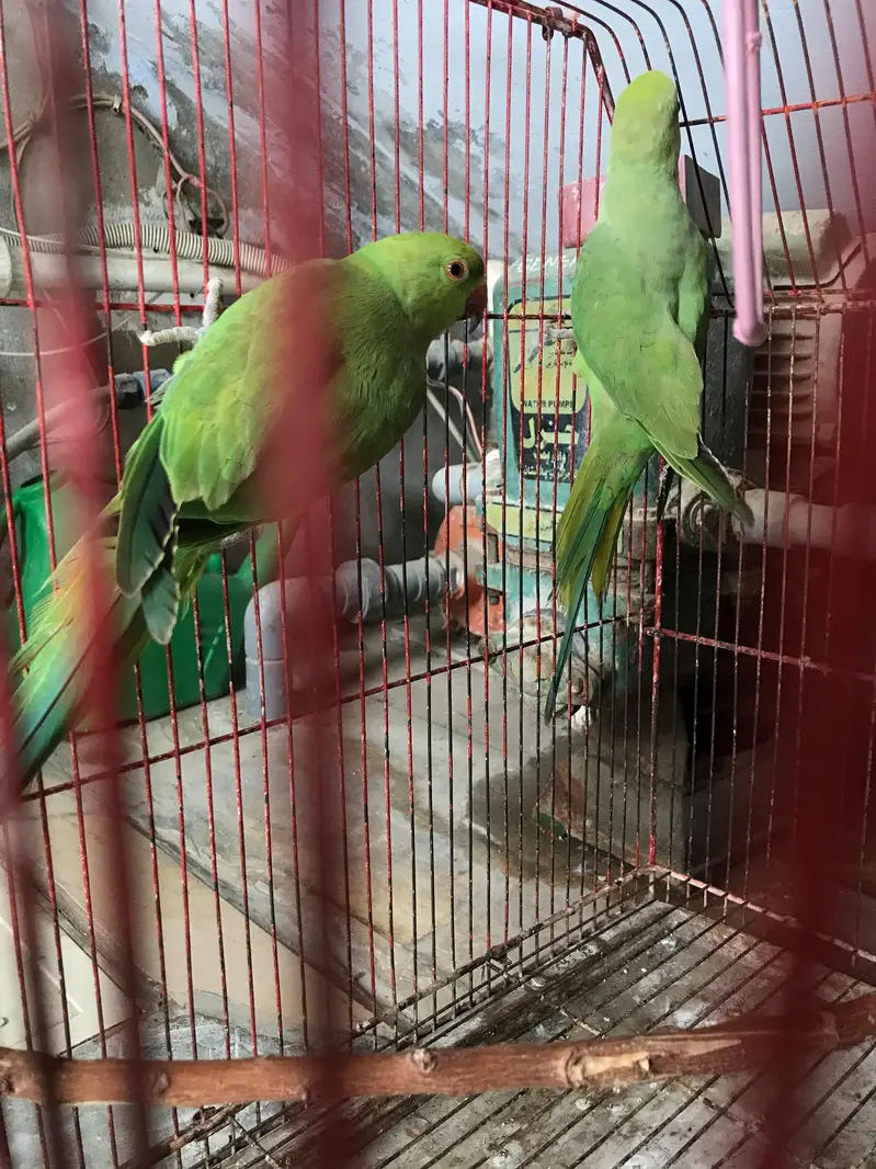 green parrot — photo 3