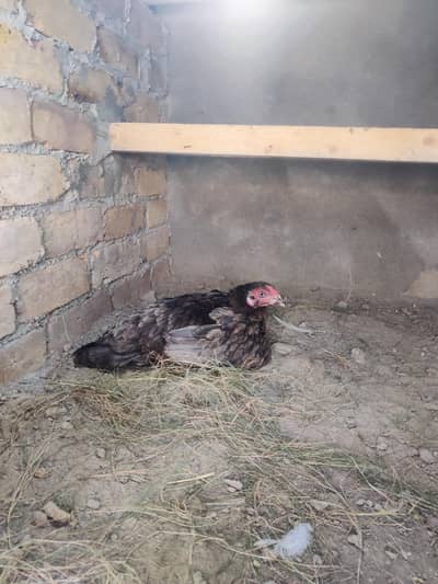 Kuruk Hen