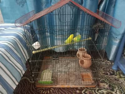 1 pair of Australian parrots with cage and accessories.