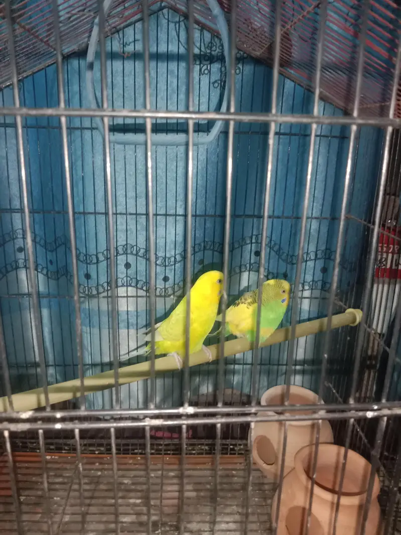 1 pair of Australian parrots with cage and accessories. — photo 2