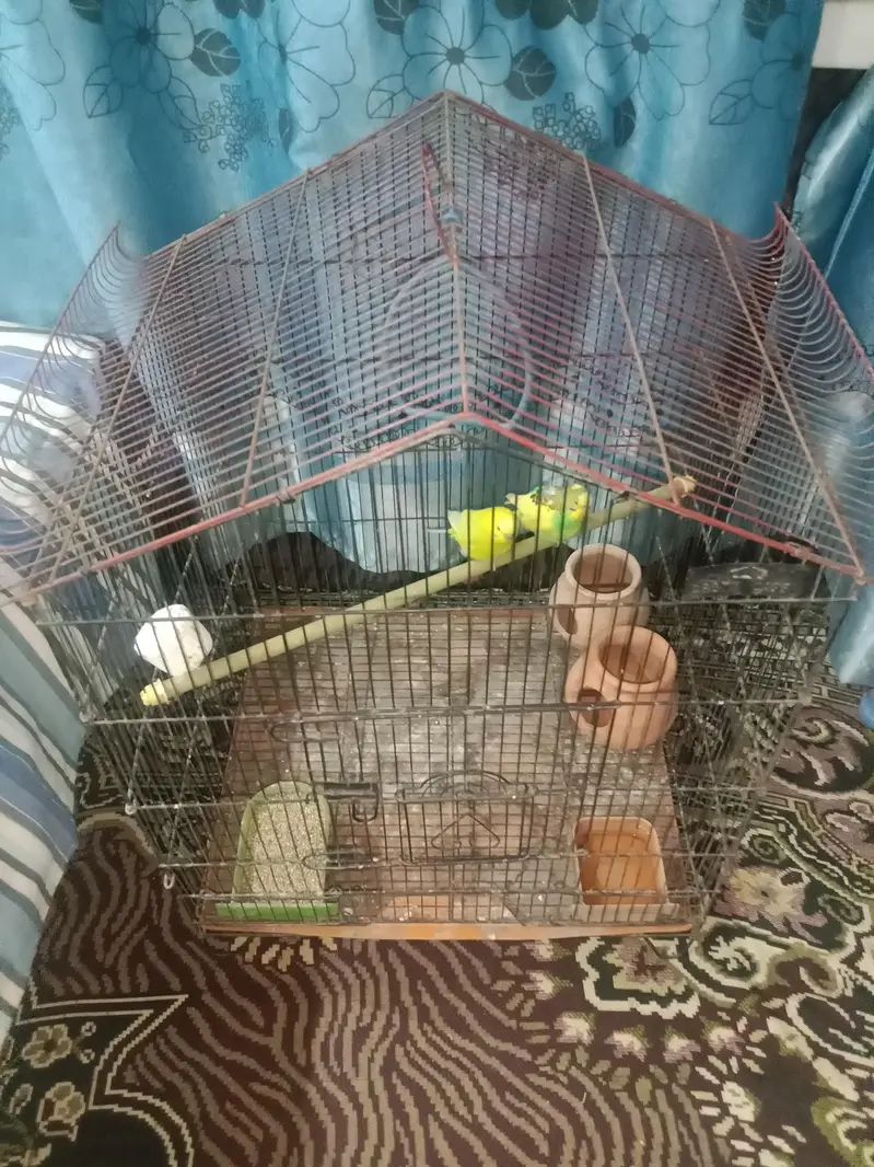 1 pair of Australian parrots with cage and accessories. — photo 3