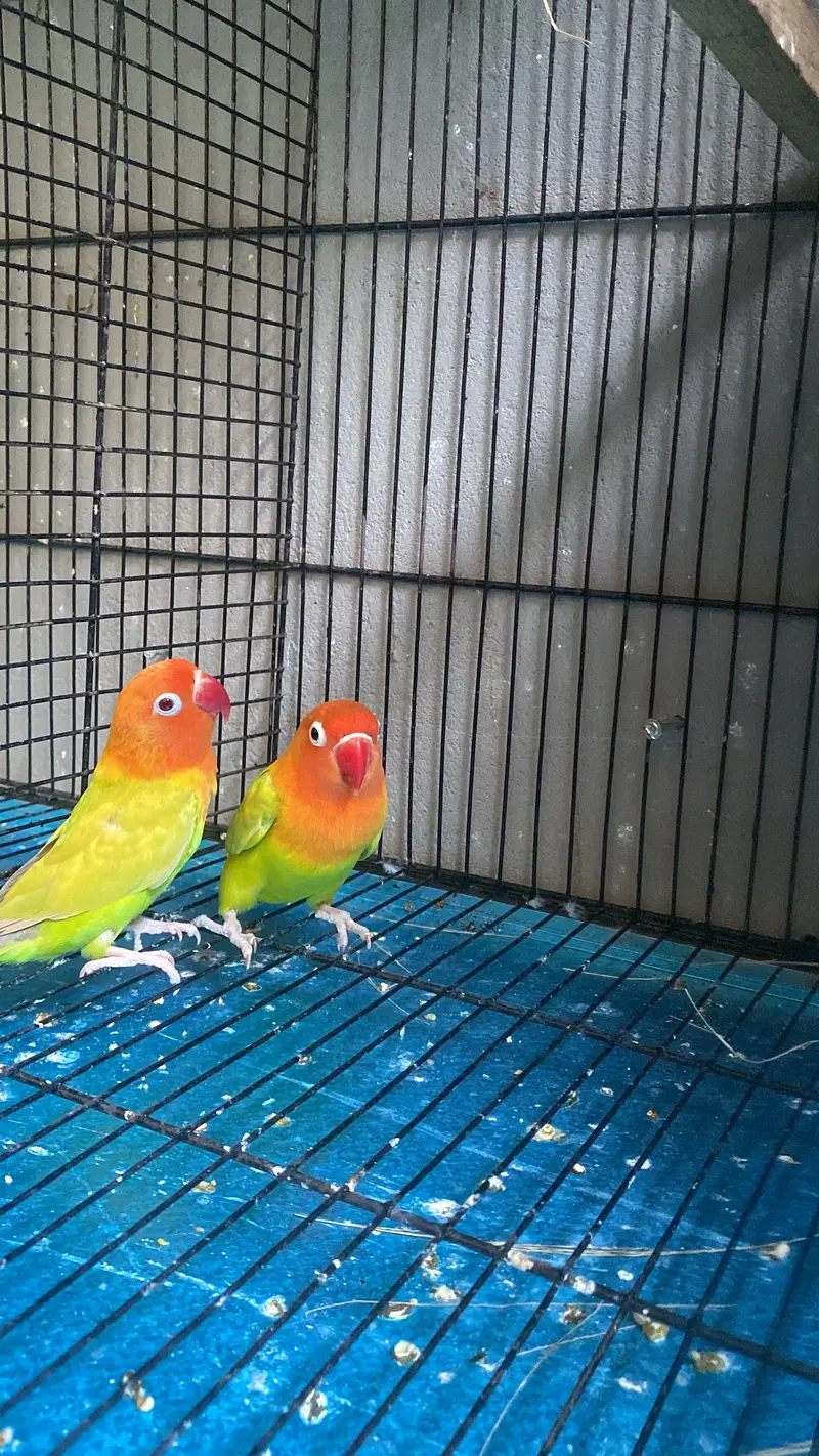 Green Opaline PF Beauty Pair — photo 3