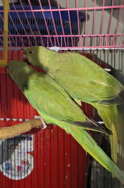 1 سال کا جوڑا For sale