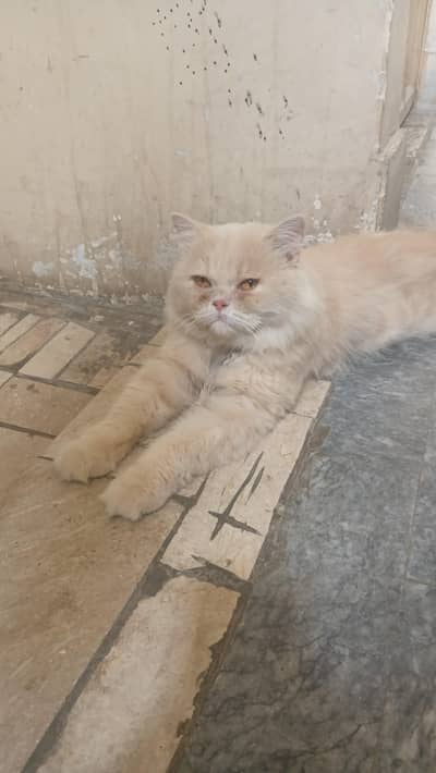 Punch face male cat stud only for matting services