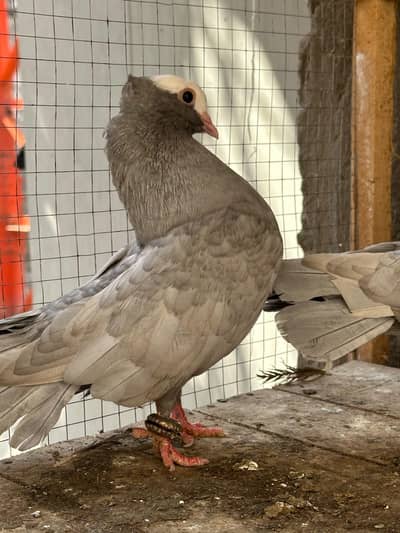 Sentinet breeder pairs