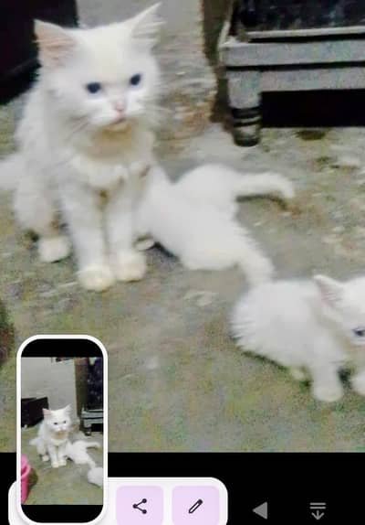 Persian kittens blue eyes Mail & FeMail For seal