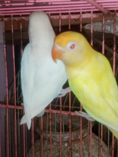 Love birds