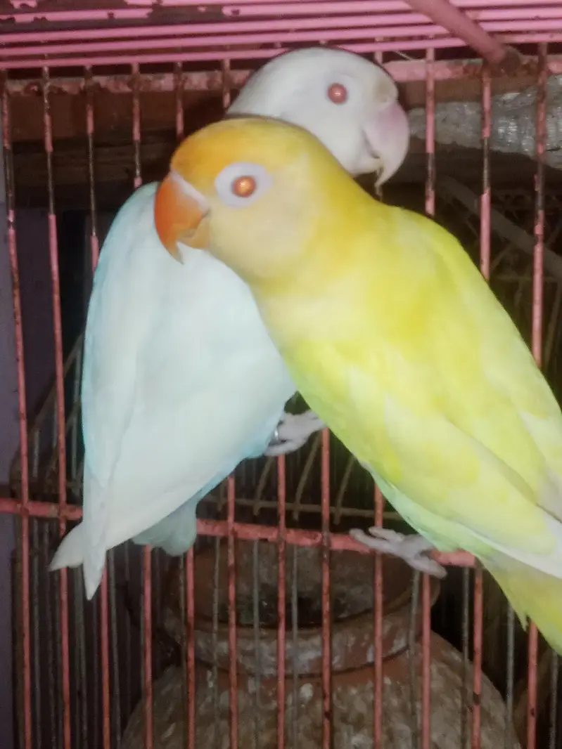 Love birds — photo 2