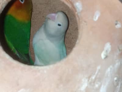 Love birds