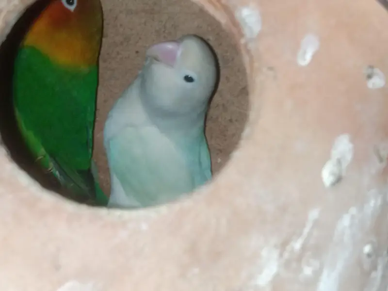 Love birds — photo 3