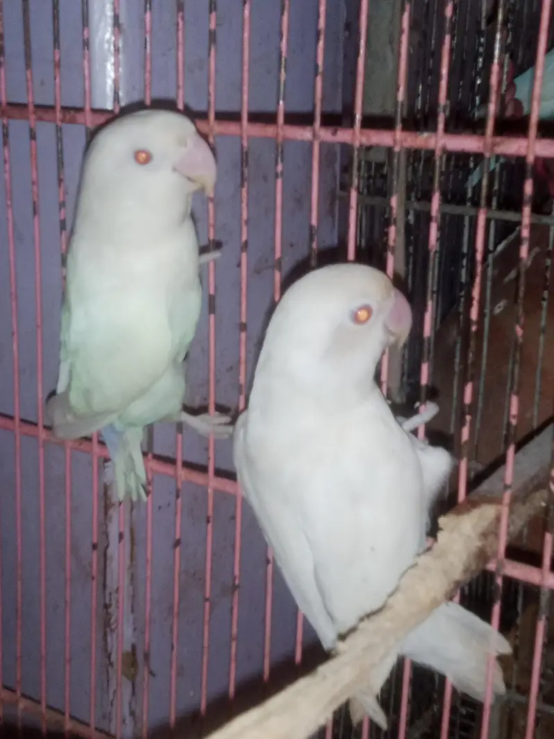 Love birds — photo 4