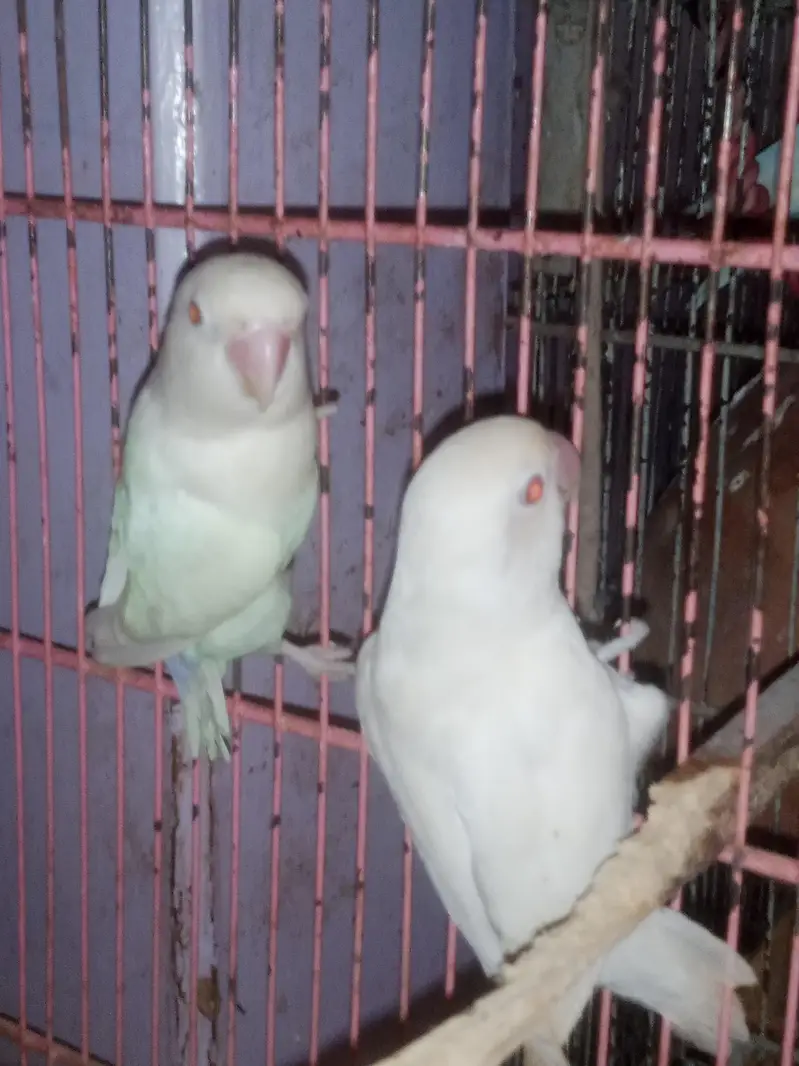 Love birds — photo 5