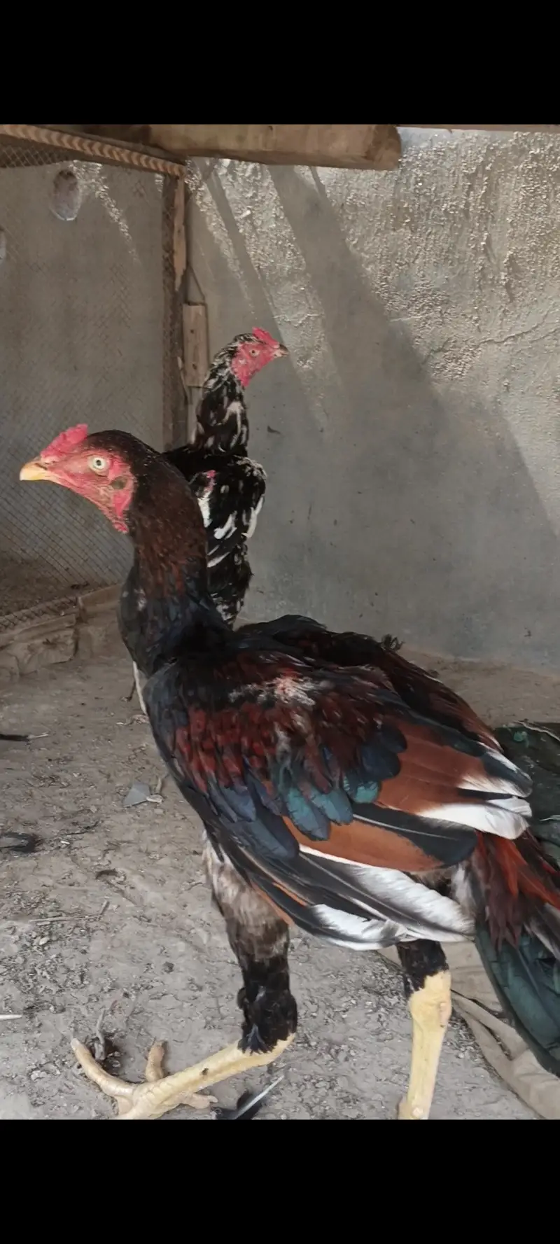 Kamilya Aseel — photo 10