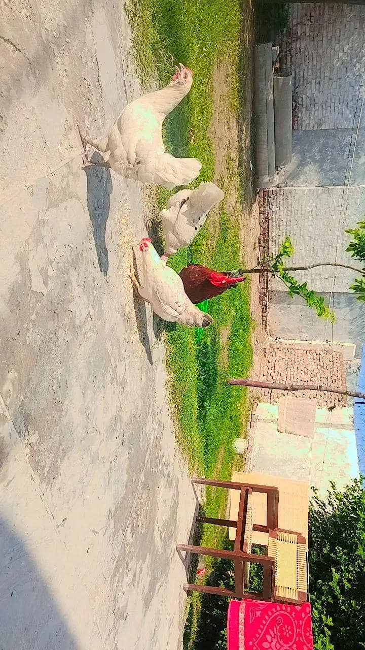 Birds 0