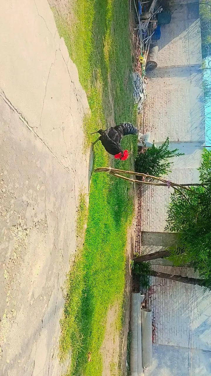 Birds 1