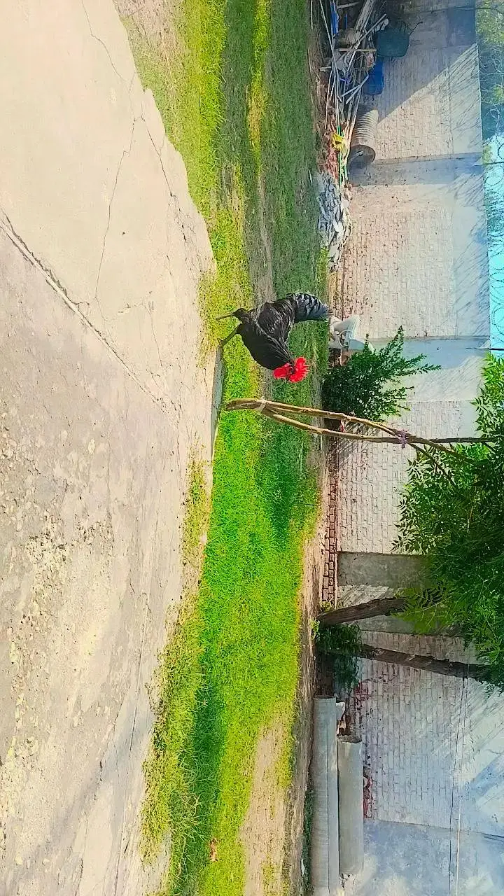 Birds — photo 2