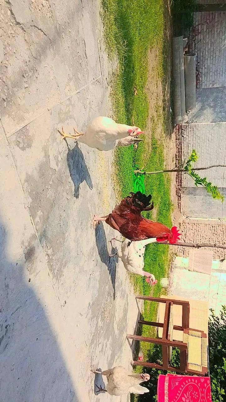 Birds 2