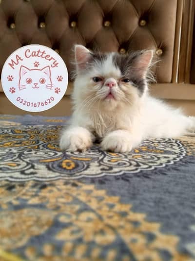 pure persian CFA bloodline kitten