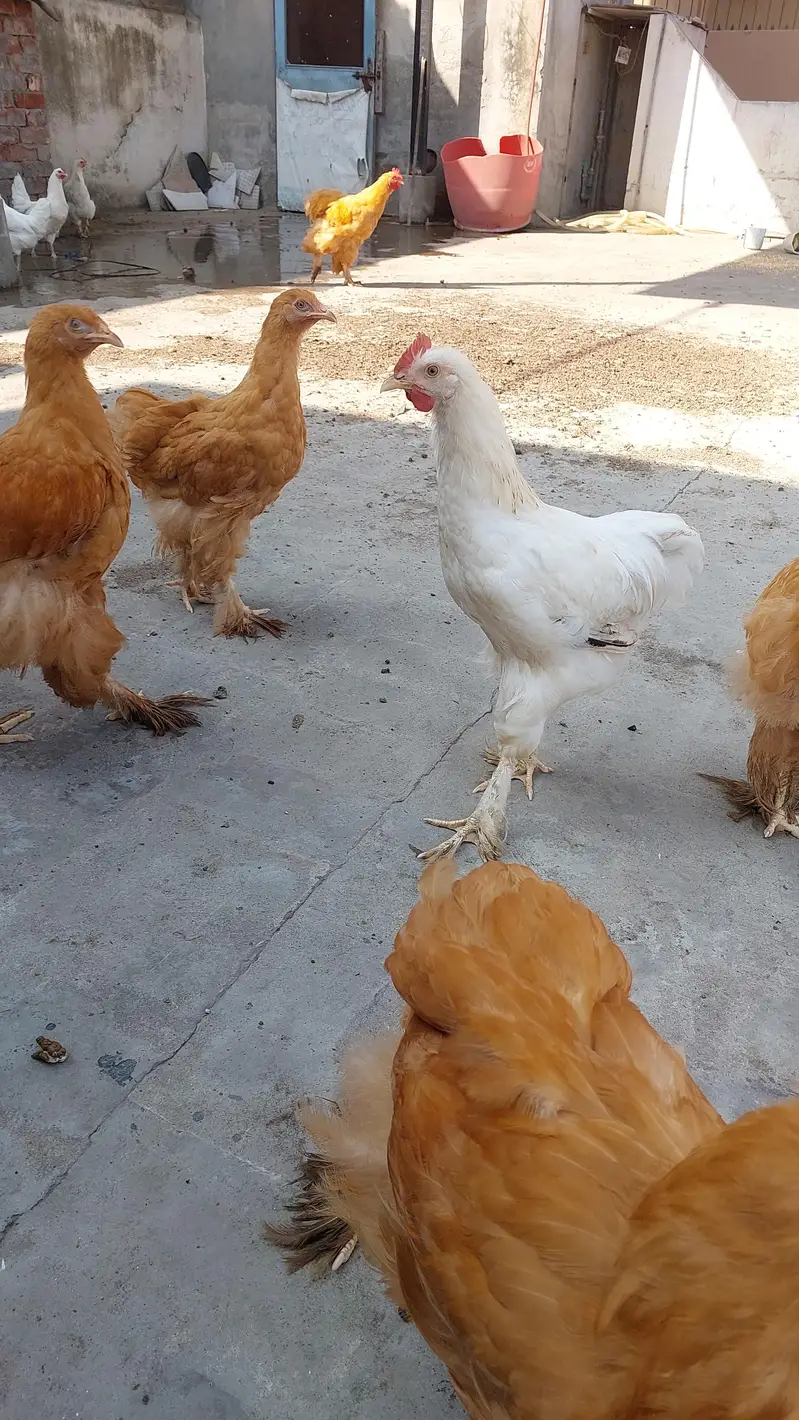 golden buff  + poure dasi kraken wali 5month old be hay mixh — photo 2