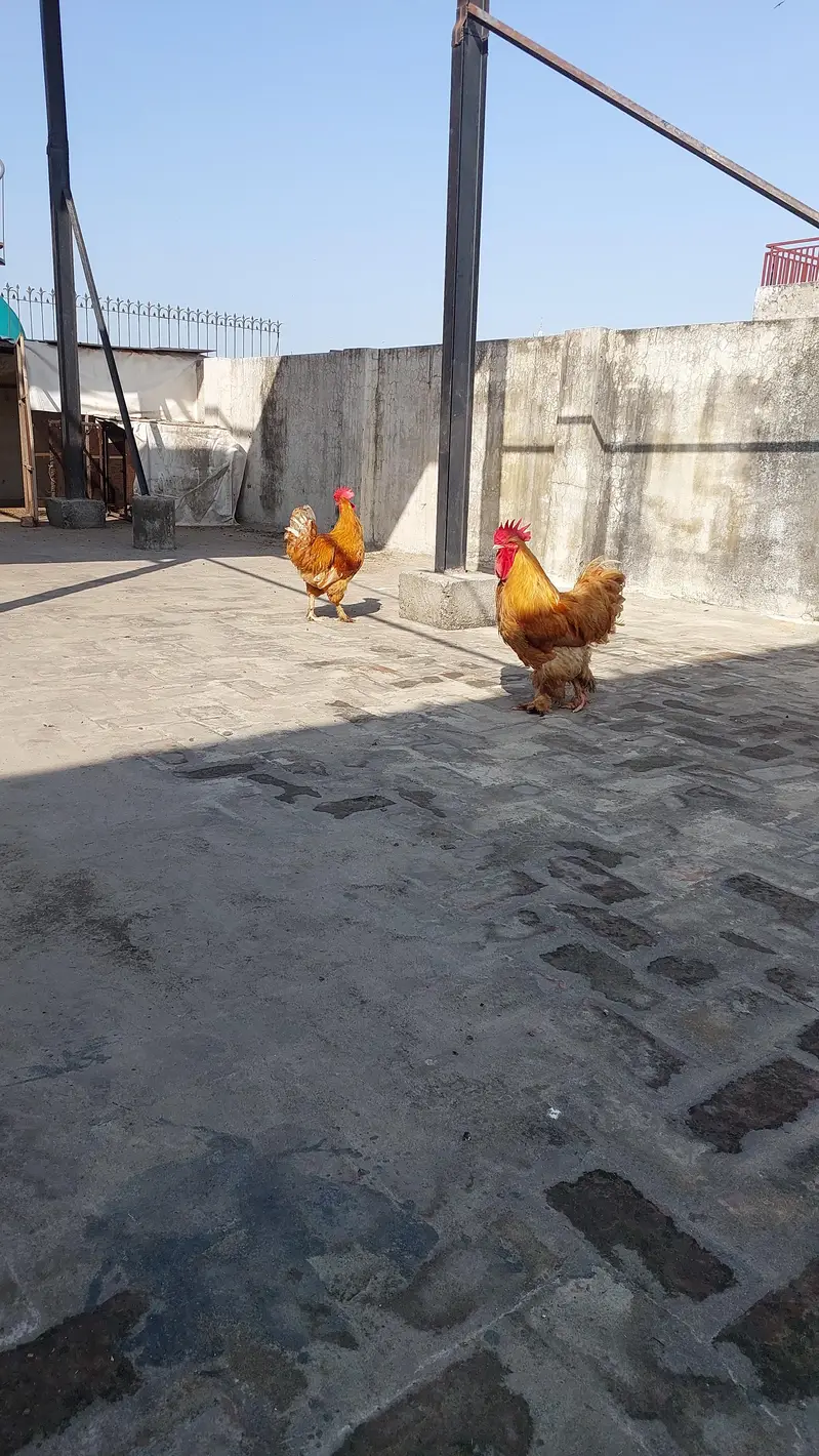 golden buff  + poure dasi kraken wali 5month old be hay mixh — photo 3