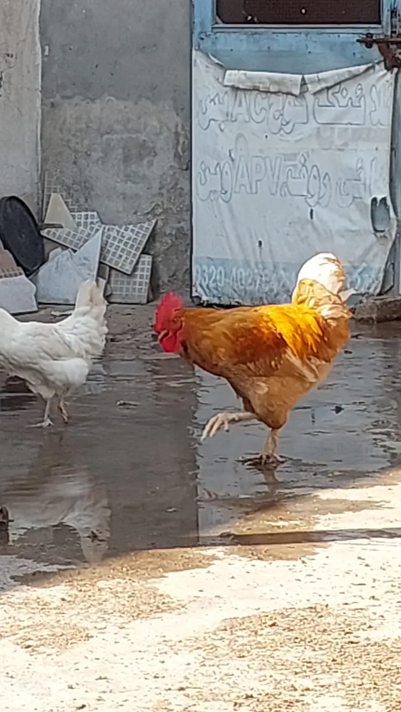golden buff  + poure dasi kraken wali 5month old be hay mixh — photo 4