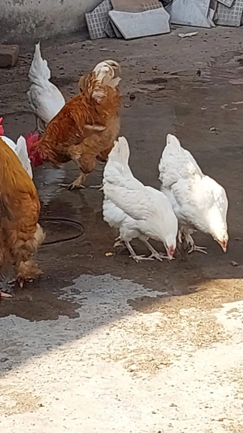 golden buff  + poure dasi kraken wali 5month old be hay mixh — photo 5