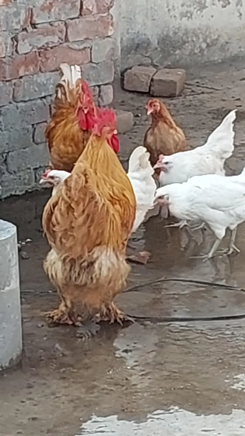 golden buff  + poure dasi kraken wali 5month old be hay mixh — photo 6