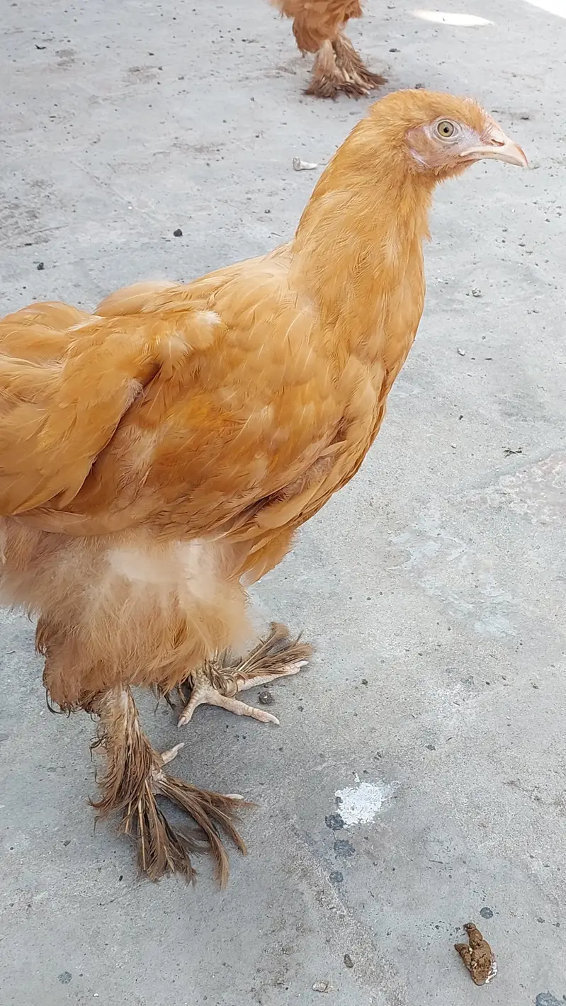 golden buff  + poure dasi kraken wali 5month old be hay mixh — photo 7
