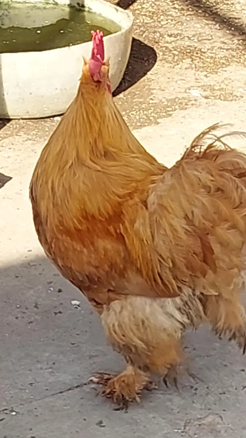 golden buff  + poure dasi kraken wali 5month old be hay mixh — photo 8