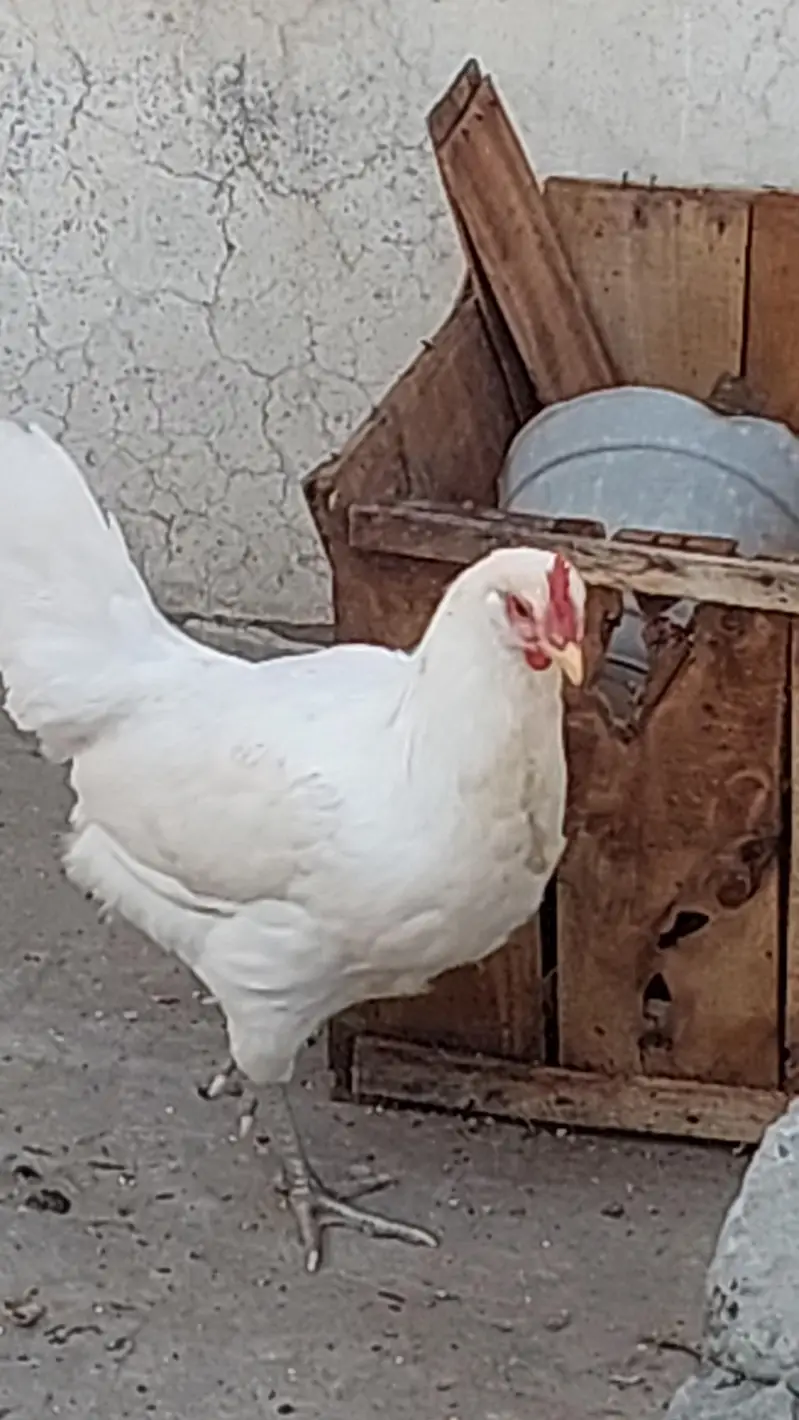 golden buff  + poure dasi kraken wali 5month old be hay mixh — photo 9