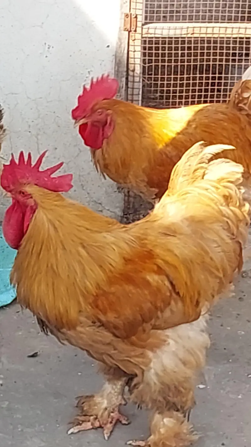 golden buff  + poure dasi kraken wali 5month old be hay mixh — photo 10