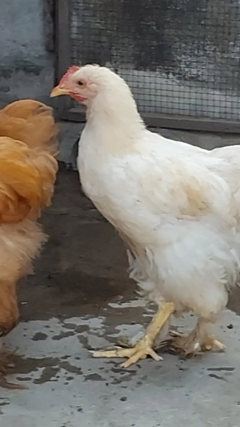 golden buff  + poure dasi kraken wali 5month old be hay mixh — photo 11