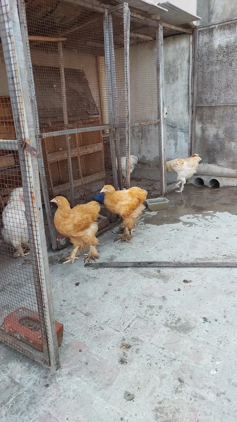 golden buff  + poure dasi kraken wali 5month old be hay mixh — photo 12