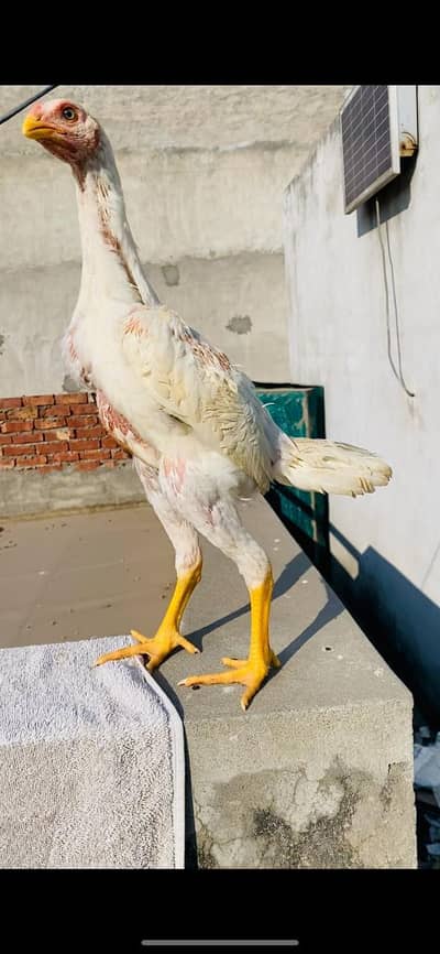 poured German shamo wight paper top breed top quality