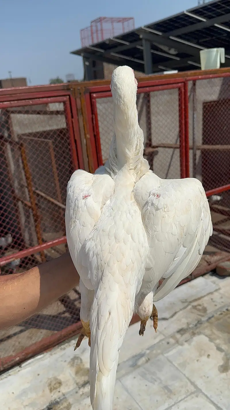 King o shamo white paper — photo 4