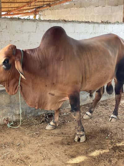 bachra