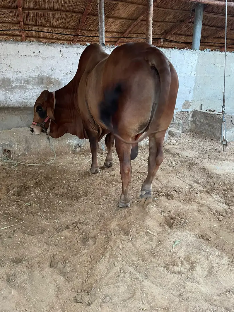 bachra — photo 4