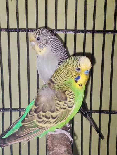 Bf splits hogo breed