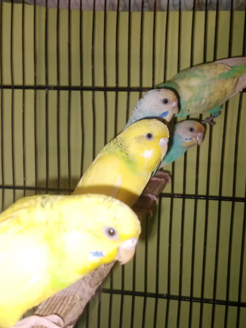 Bf splits hogo breed — photo 2