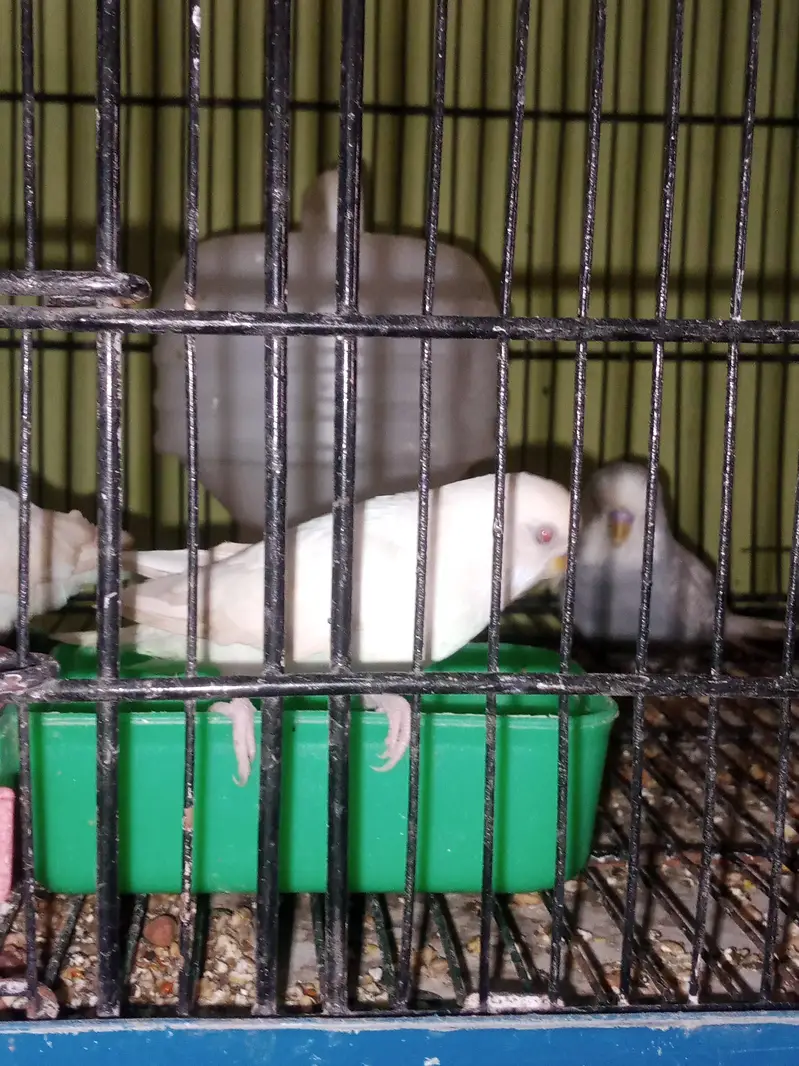 Bf splits hogo breed — photo 3