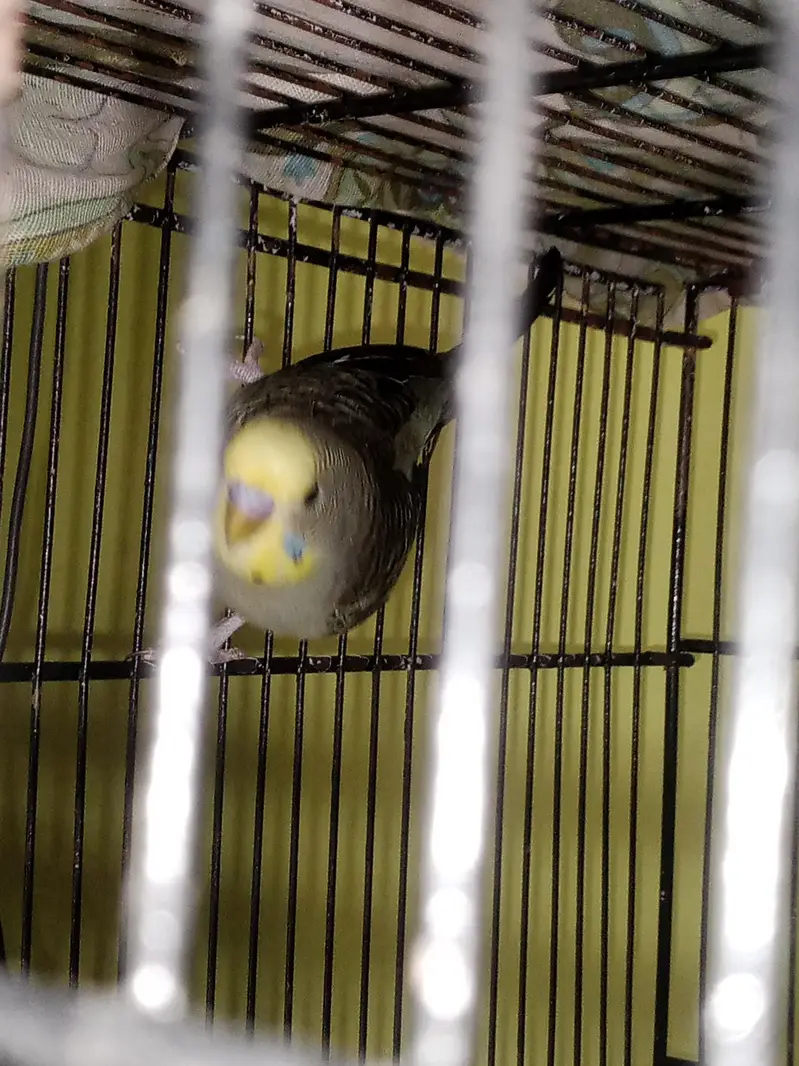 Bf splits hogo breed — photo 4