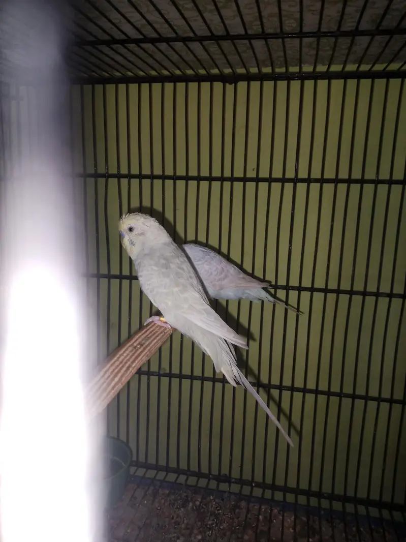 Bf splits hogo breed — photo 5