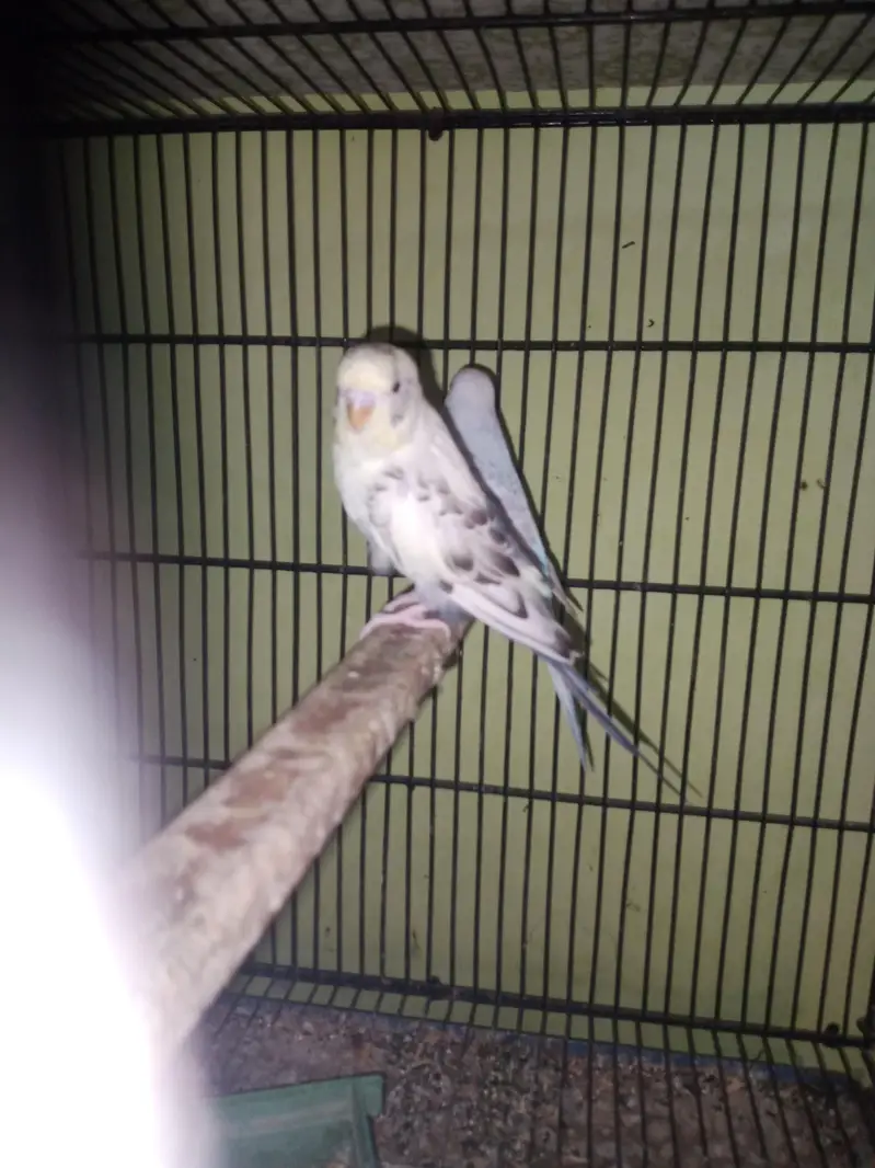Bf splits hogo breed — photo 6