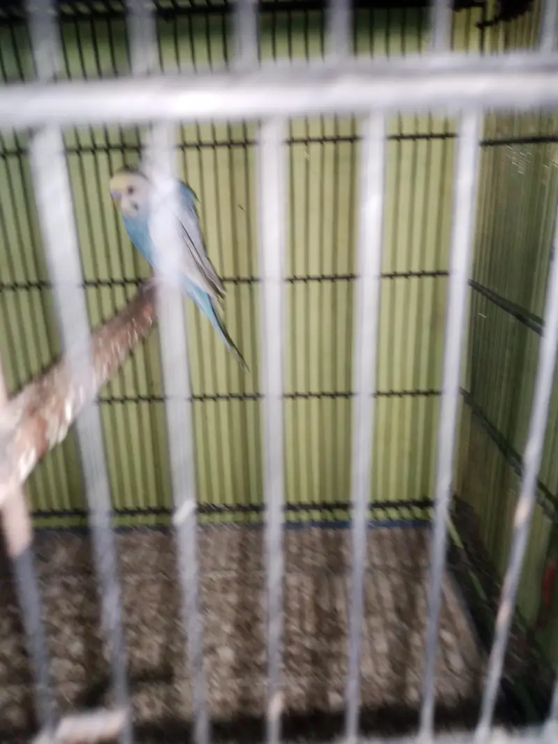 Bf splits hogo breed — photo 7