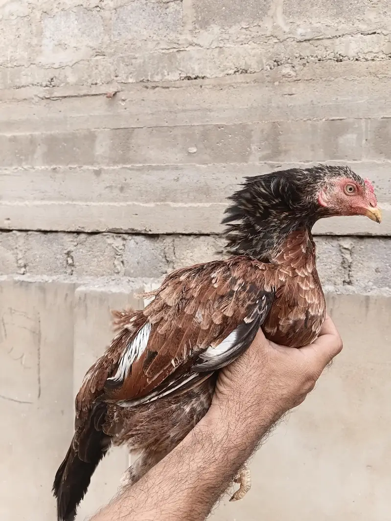 Aseel Amroha Female — photo 2