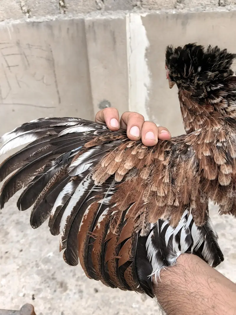 Aseel Amroha Female — photo 4