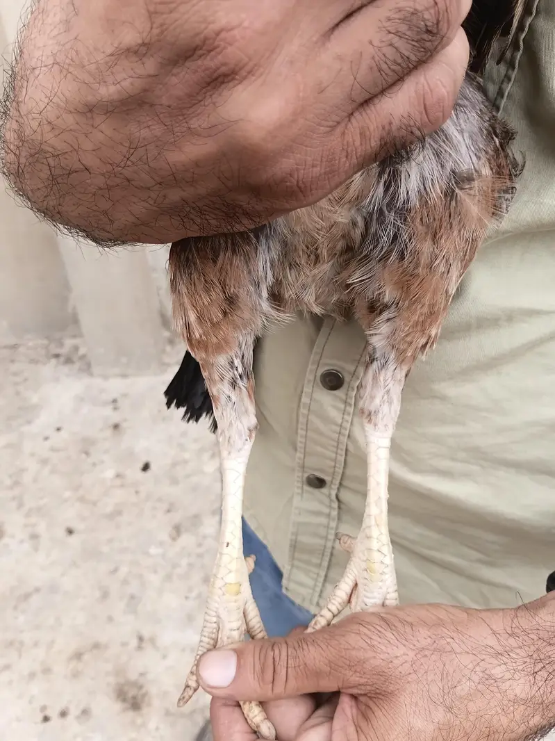 Aseel Amroha Female — photo 5