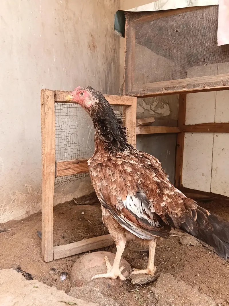 Aseel Amroha Female — photo 6
